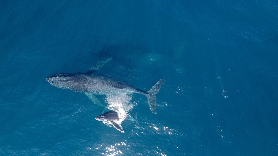 Ballena. Foto: EFE.