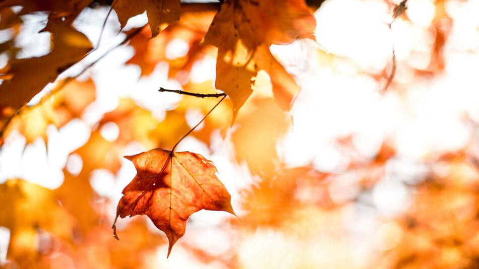 Otoño. Fuente: Unsplash