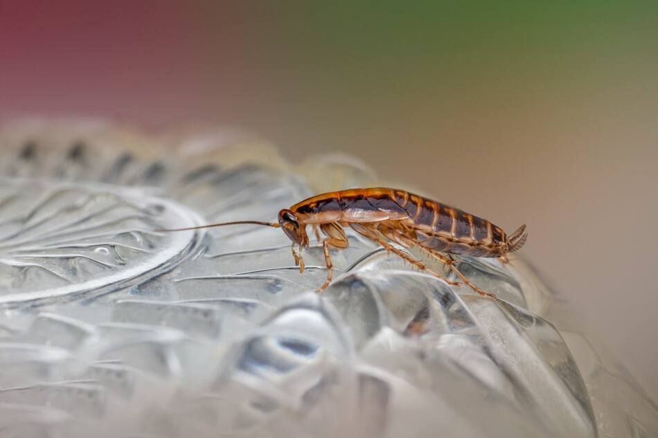 Cucarachas, insectos. Foto Unsplash.