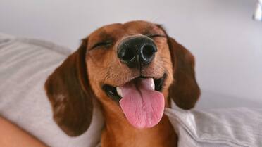 Colas que hablan y miradas que dicen adiós: cómo se despiden los perros a través de su lenguaje corporal