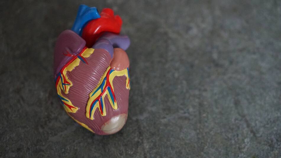IA para calcular la edad biológica del corazón ayuda a identificar el riesgo de mortalidad