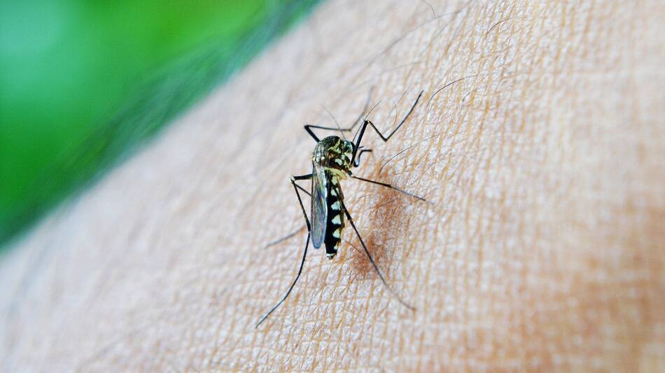 Salta busca prevenir la proliferación del dengue. Foto: Pixabay.