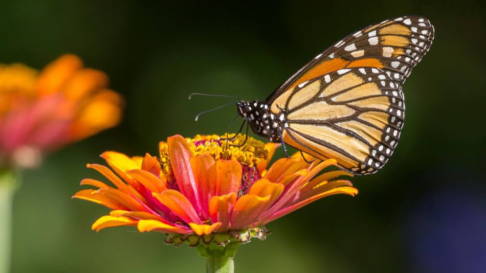 Mariposa monarca.