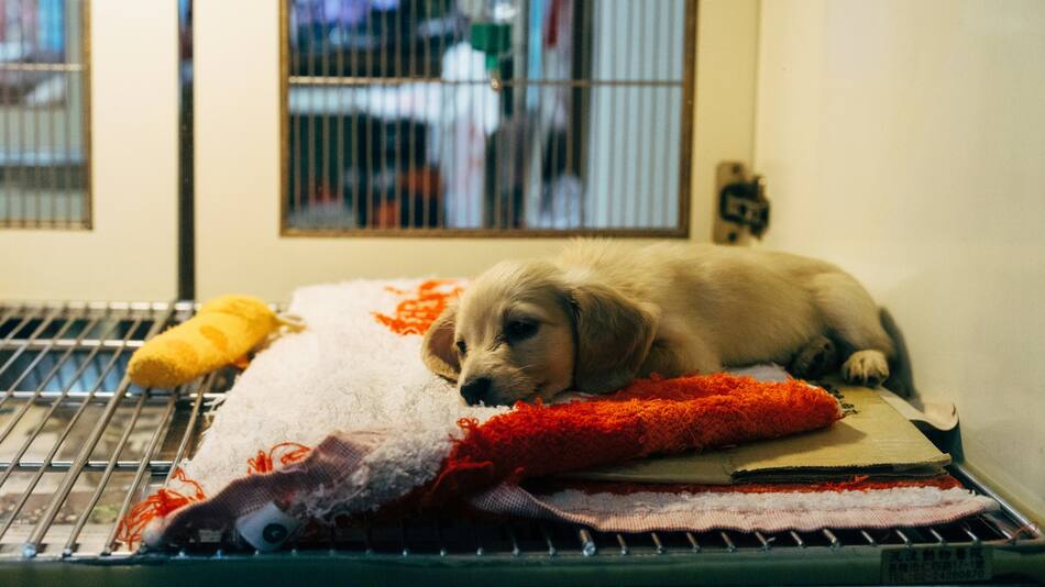 Veterinario. Fuente: Unsplash.