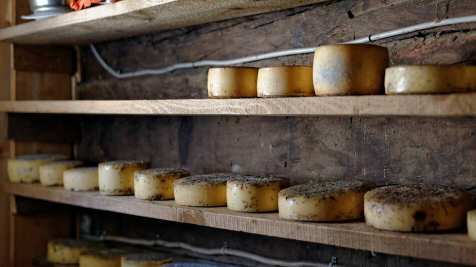 Alerta por un queso que transmite una peligrosa bacteria. Foto: Unsplash.