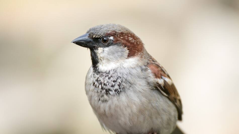 Gorriones, aves. Foto: Noticias Ambientales