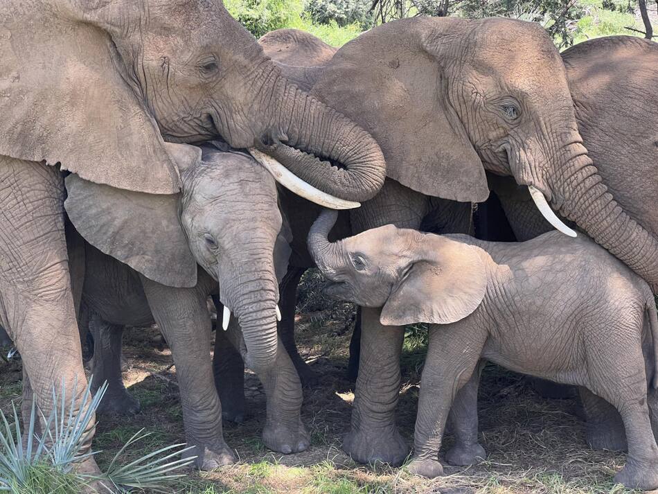 Elefantes. Foto: EFE