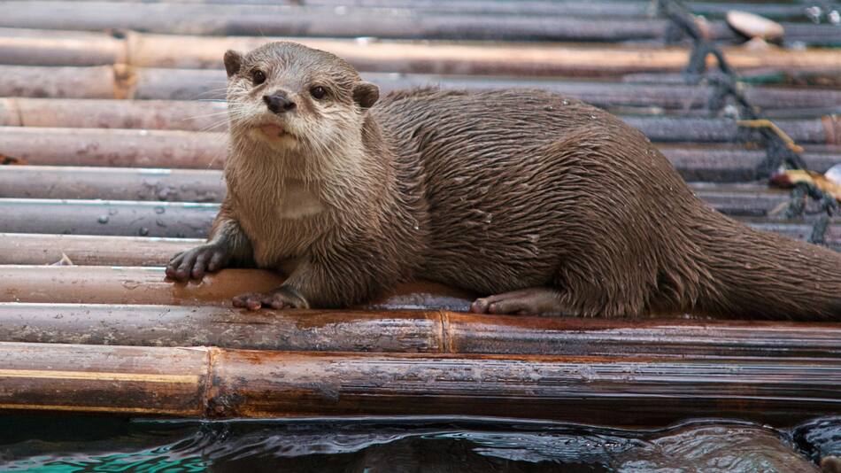 Nutria, nutrias, animal. Foto Unsplash.