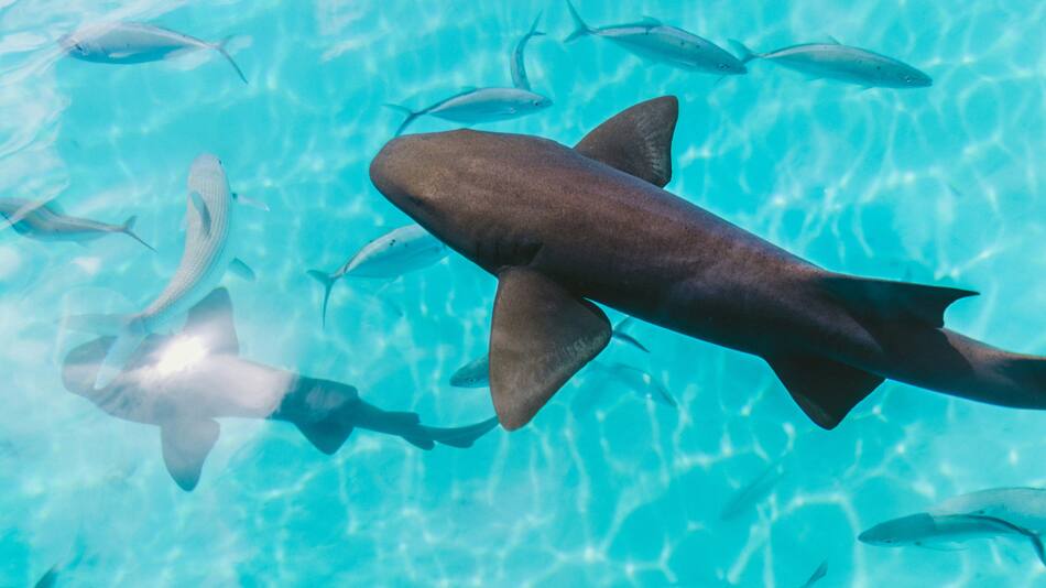 Tiburones. Foto: Unsplash