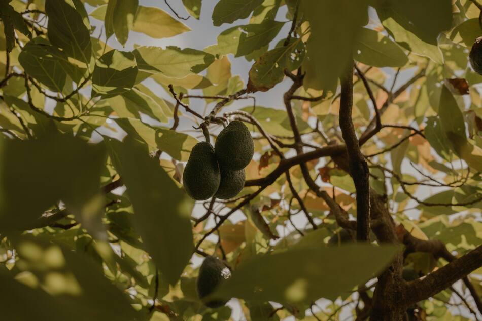Planta de palta. Fuente: Unsplash