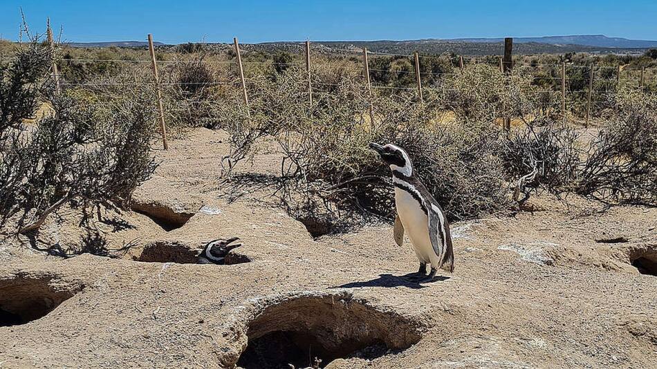 El caso, que atrajo gran atención mediática, será transmitido en vivo por el canal de YouTube del STJ. Foto: Greenpeace.