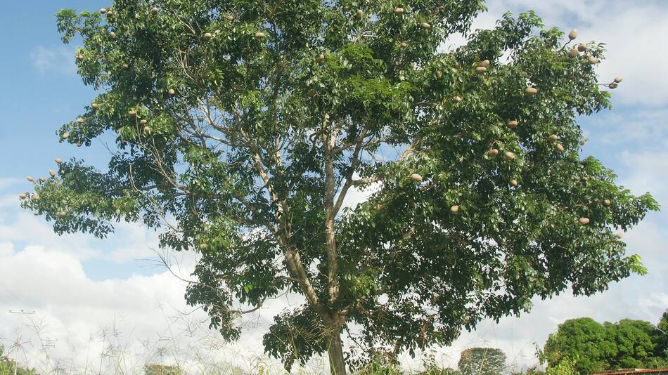 Árbol Caoba