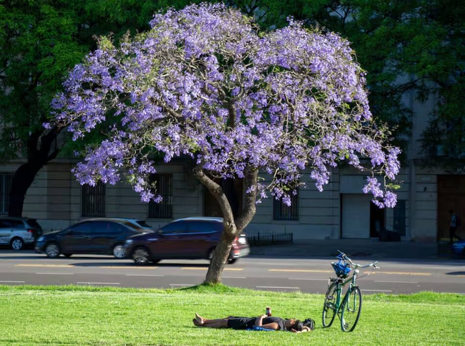 El árbol jacarandá, presente en CABA. Foto: Gobierno de la Ciudad.