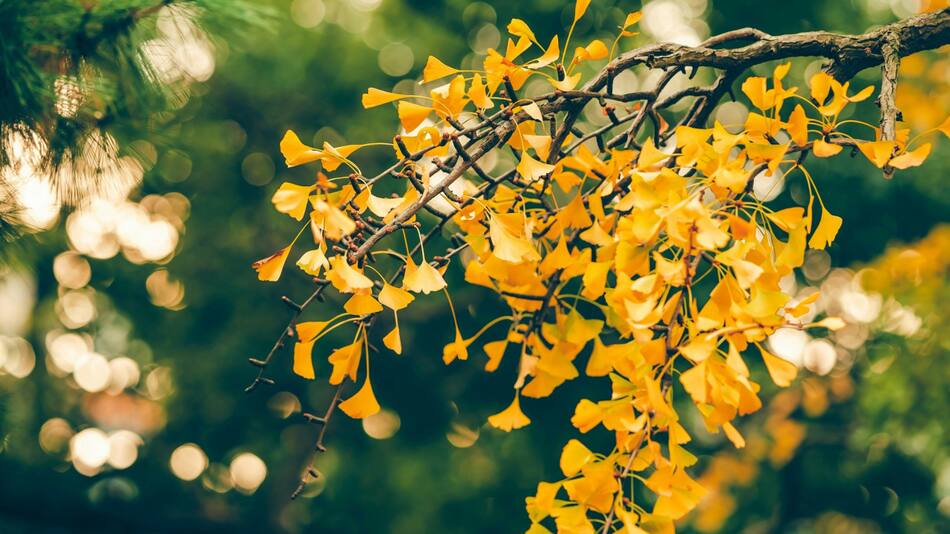 El árbol milenario que se tiñe de un color único en invierno. Foto Unsplash