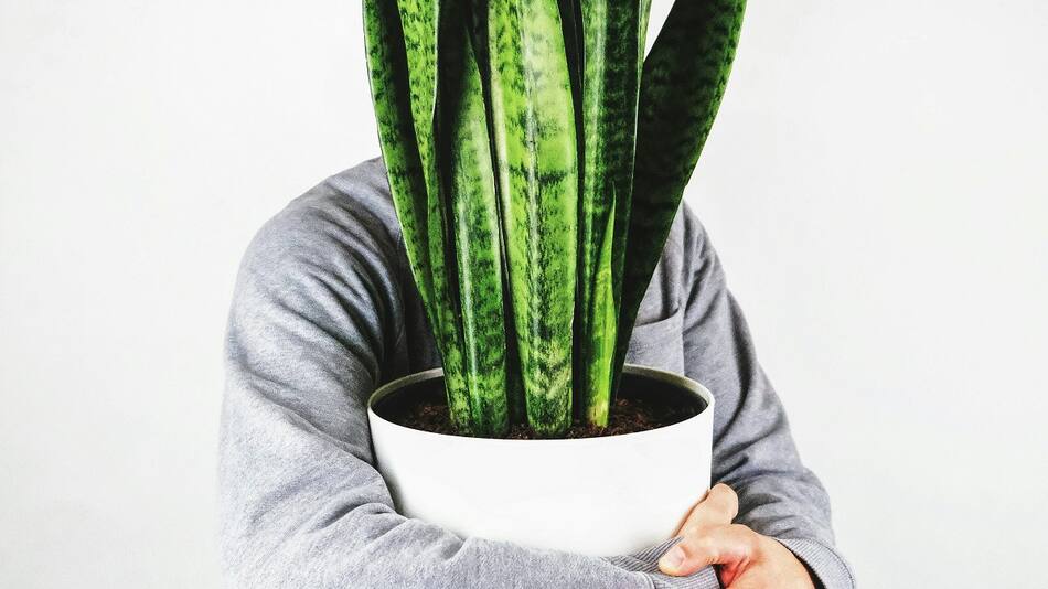 El secreto que guarda la lengua de suegra.