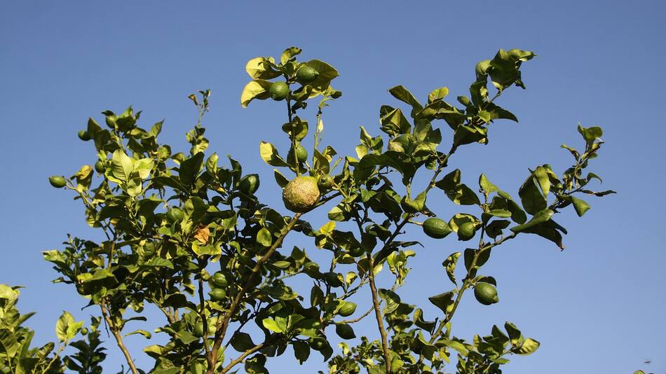Hay 7 árboles frutales que se pueden plantar en macetas y en un menor espacio.