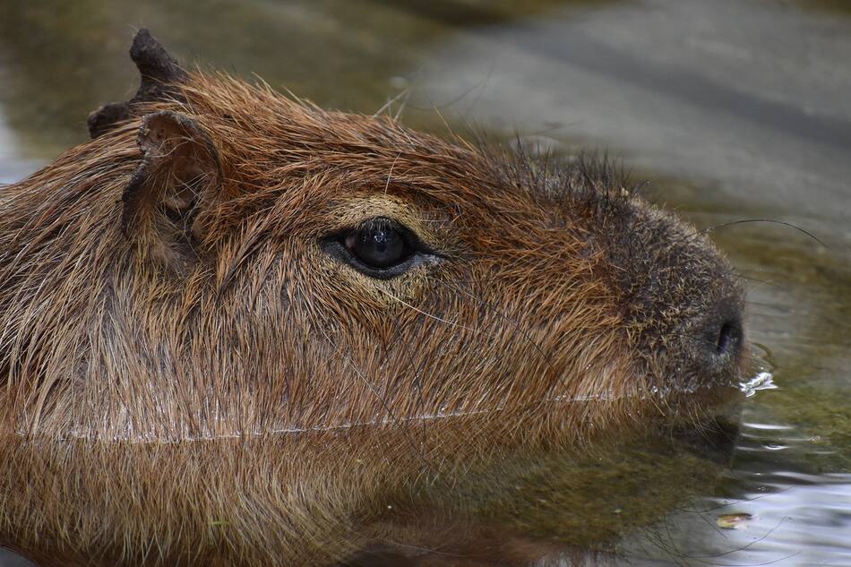 Carpinchos, animales. Foto: Pixabay.