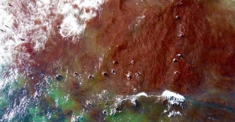 La costa de Necochea y sus aguas, plagadas de algos rojas. Foto: X/@adrianalpmqlp.