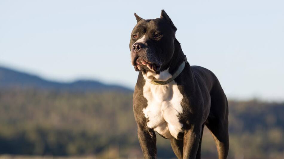 Pitbull, perro. Foto: EFE
