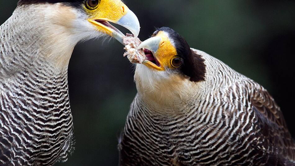 Carancho, ave. Foto: Birding Patagonia.