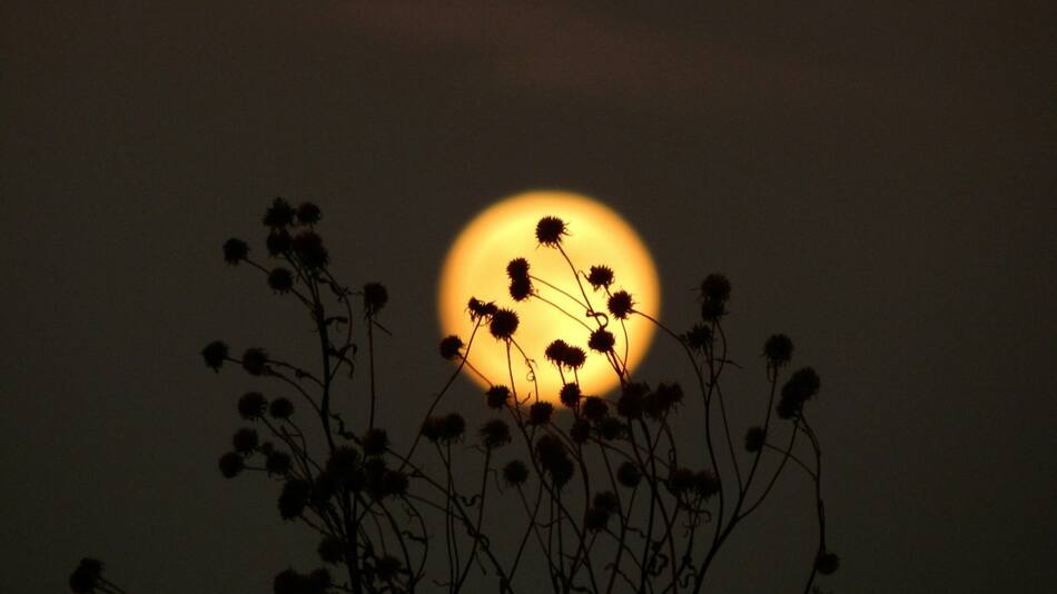 Se acerca la Luna llena en Capricornio. Foto: Unsplash.