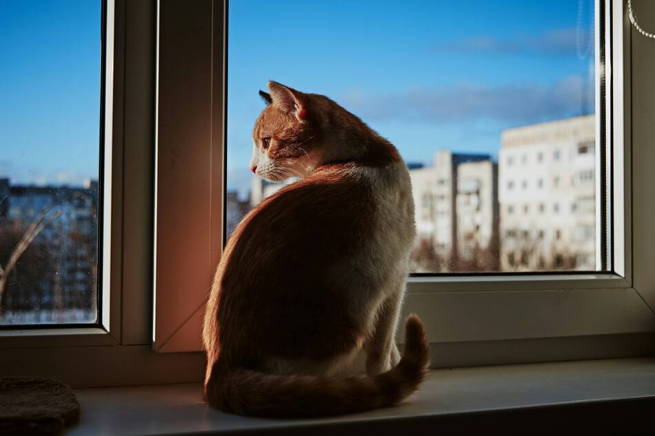 Gato. Fuente: Unsplash.