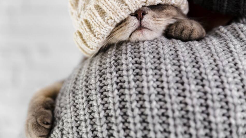 Gato abrigado, ola de frío. Foto: Freepik