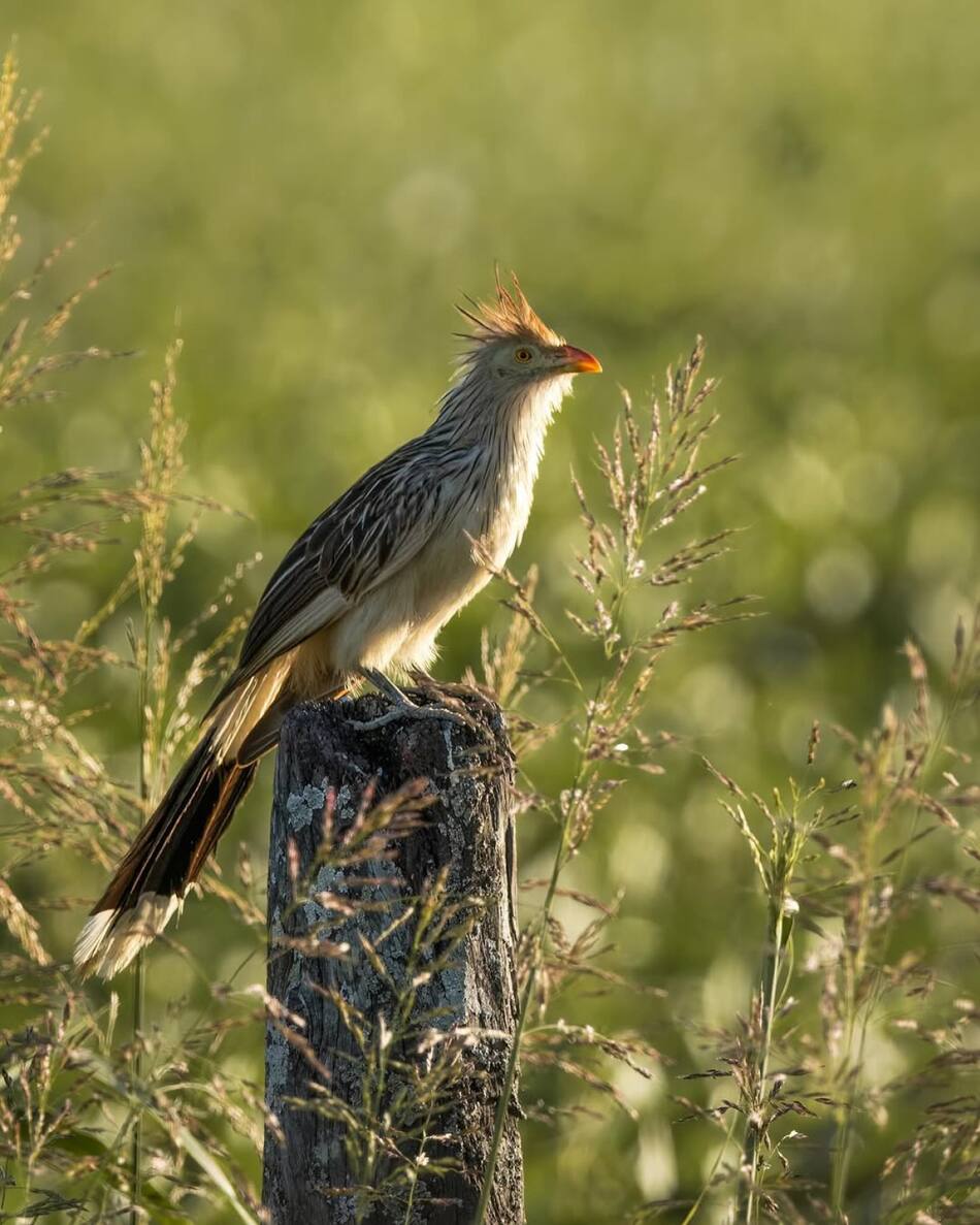 Pájaro Pirincho, ave. Foto INSTAGRAM @gabriel.delasala