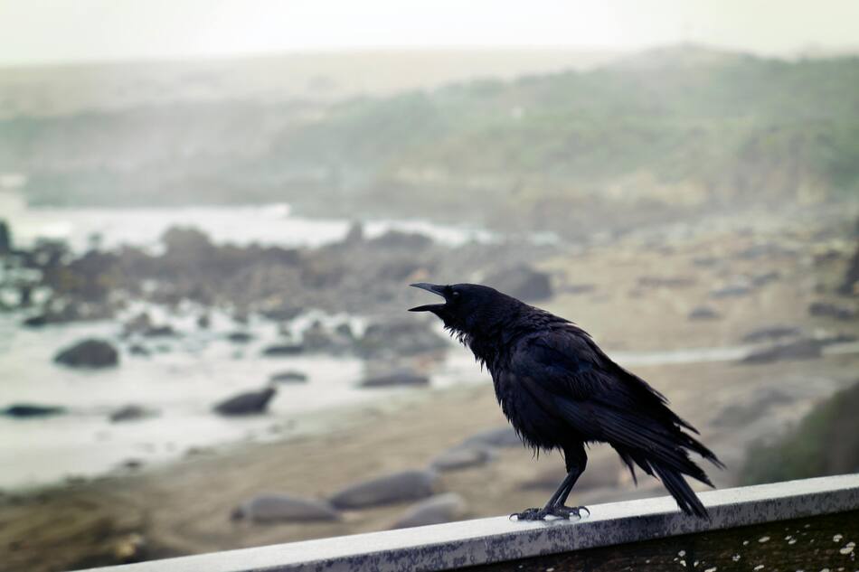 Cuervos. Foto: Pexels.