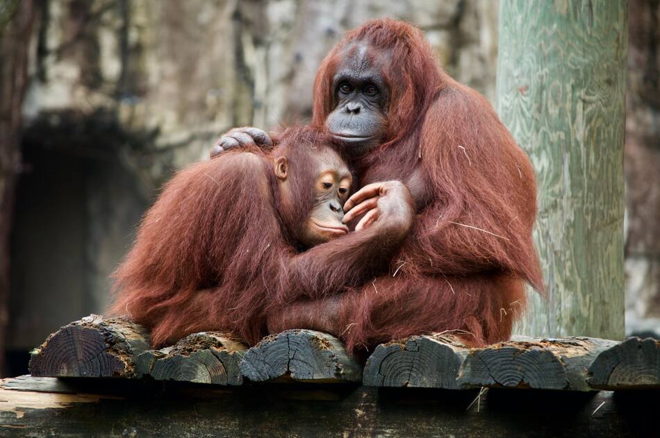 Orangutanes. Foto: Unsplash.