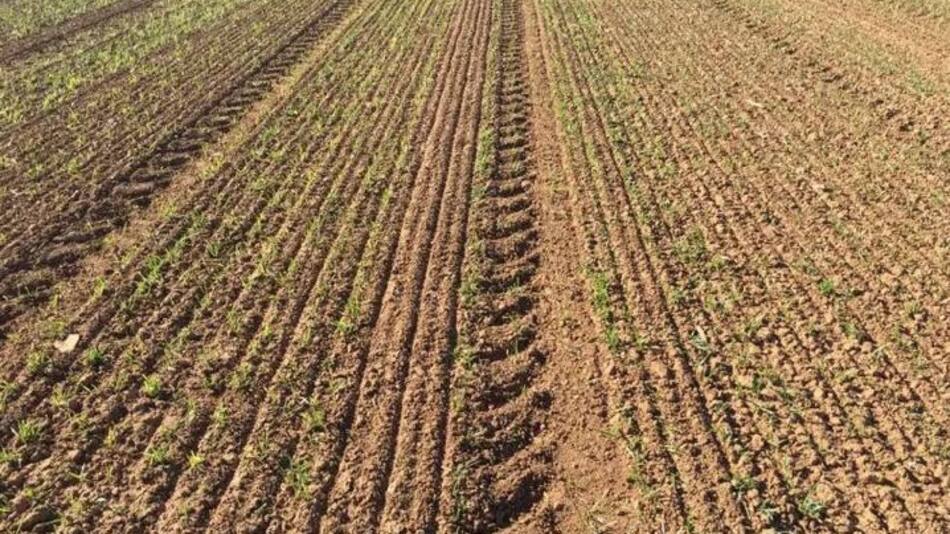 Cultivos de Santa Fe sequía