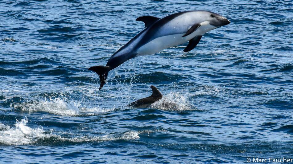 Delfín austral. Fuente: INaturalist