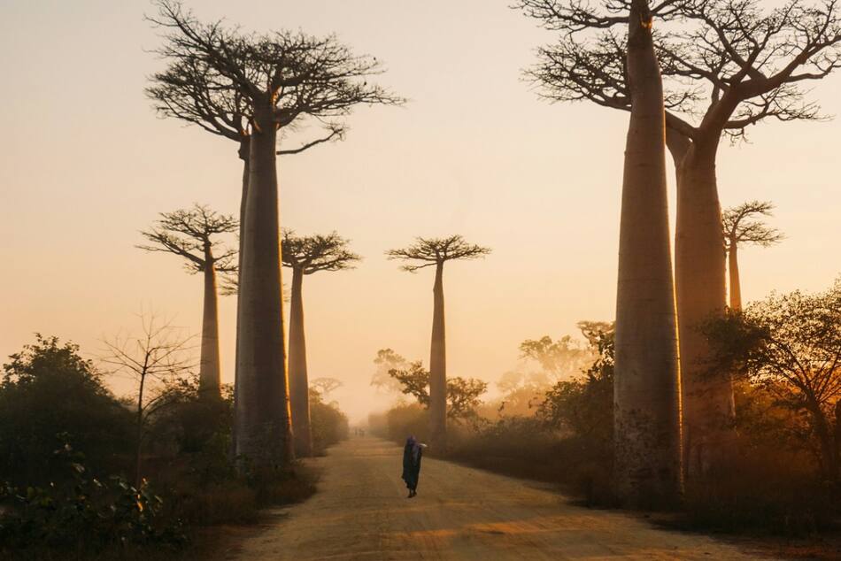 El árbol Baobad puede vivir hasta 5.000 años. Foto: Unsplash.