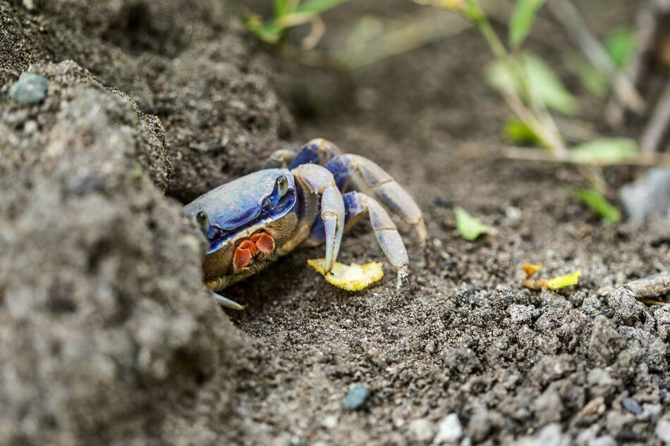 Cangrejo azul. Foto Unsplash