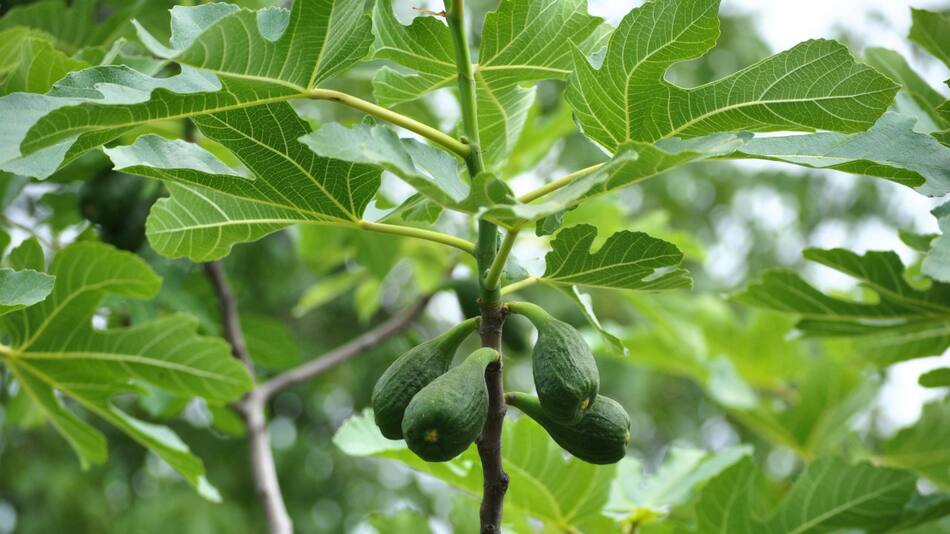 Planta de palta. Fuente: Unsplash