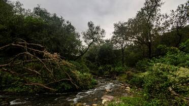 En el Día Mundial de los Parques Nacionales, un destino ideal lleno de vegetación y vida silvestre para conectar con la naturaleza