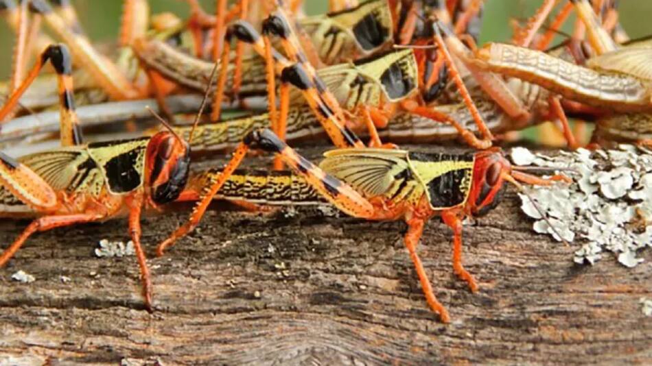 Plaga de langostas. Foto: NA