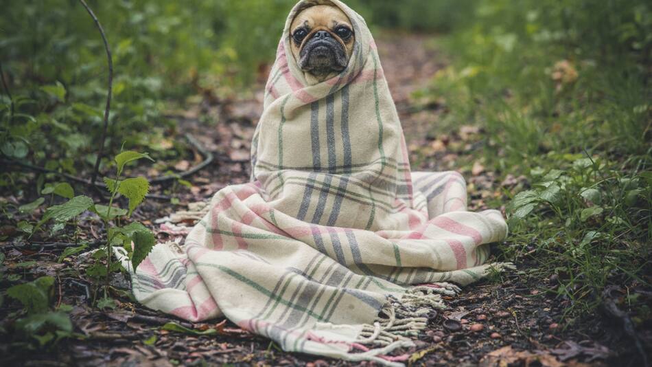 Fríos y lluvioso, las razas de perros que más sufren el frio
