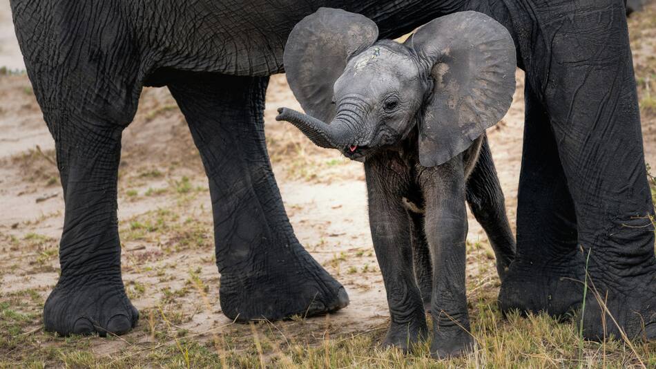 Una pequeña cría de elefante. Foto: Unsplash.