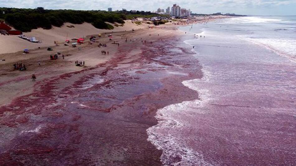 Presencia de algas rojas en las costas de Necochea. Foto: X/@diarionecochea.
