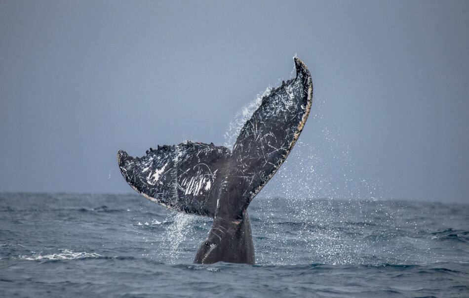 Ballena jorobada. Foto: Depositphotos / gentileza WCS Argentina