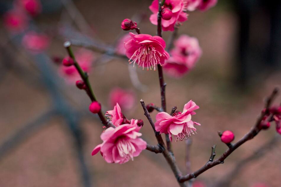 Flor de ciruelo. Foto Unsplash