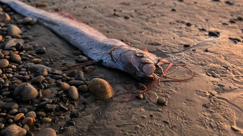 Pez remo. Foto: Facebook Scripps Institution of Oceanography.
