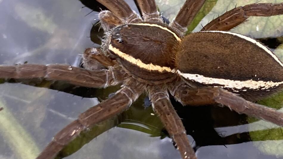 Una araña gigante que existió hace millones de años. Foto X @choquei