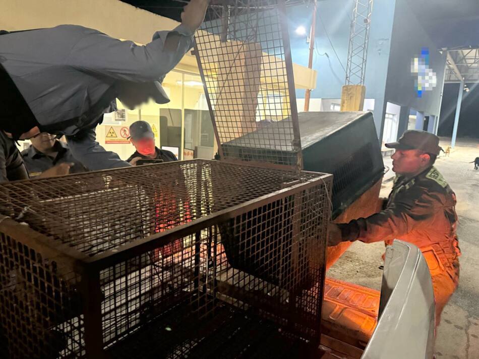 Rescataron un ejemplar de mono carayá de un auto. Foto: argentina.gob