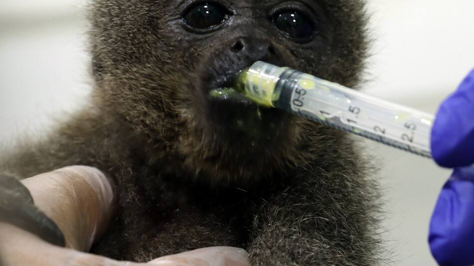 Rescatan una cría de mono en cautiverio en Colombia. Fuente: EFE