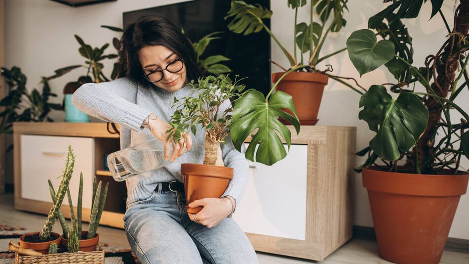 Dónde poner las plantas para atraer el dinero según el Feng Shui