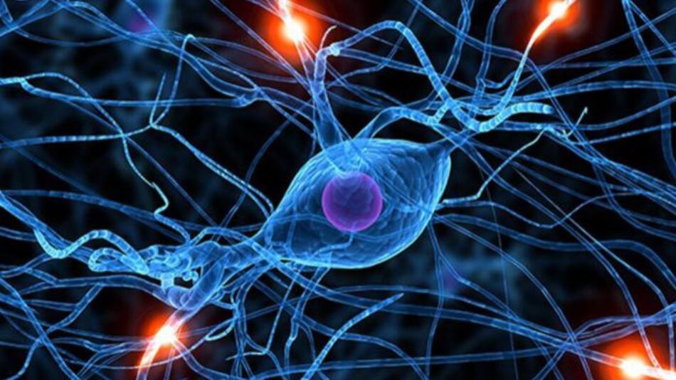 Un estudio vincula el sistema inmunitario con el desarrollo de la ELA