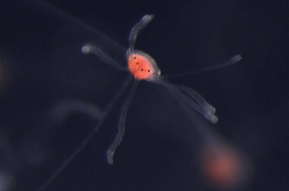 La medusa de 28 ojos Bougainvillia cf. muscus. Foto: Uc Santa Cruz/Macías-Muñoz Lab