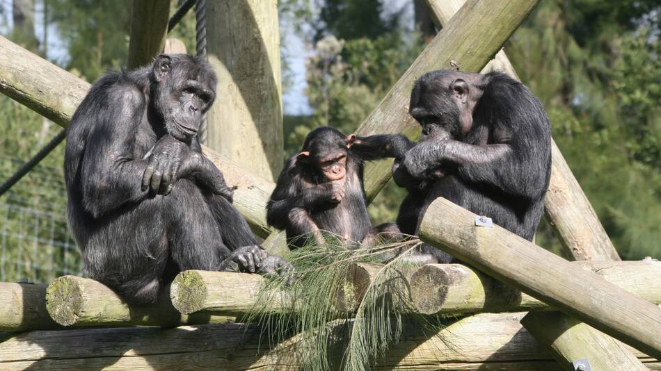 Chimpancé. Foto: Unsplash.